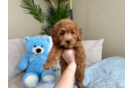 Cute Mini Goldendoodle Poodle Mix Pup