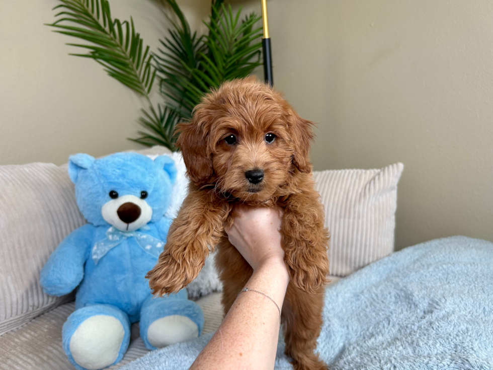 Cute Mini Goldendoodle Poodle Mix Pup
