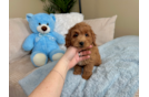 Cute Mini Goldendoodle Baby