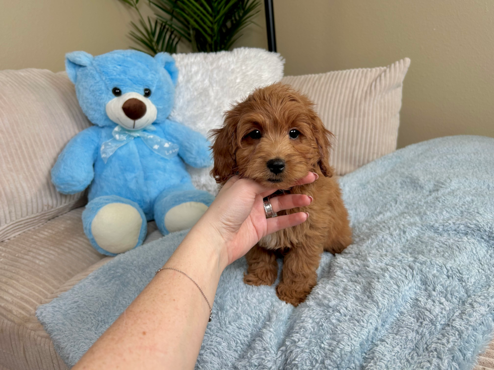 Cute Mini Goldendoodle Baby