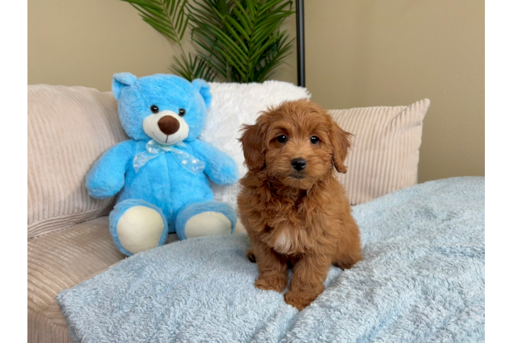 Mini Goldendoodle Puppy for Adoption
