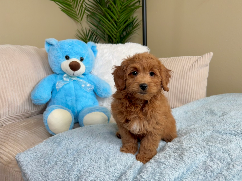 Mini Goldendoodle Puppy for Adoption