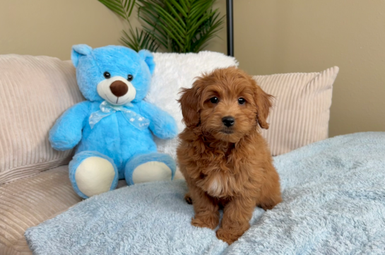 Mini Goldendoodle Puppy for Adoption