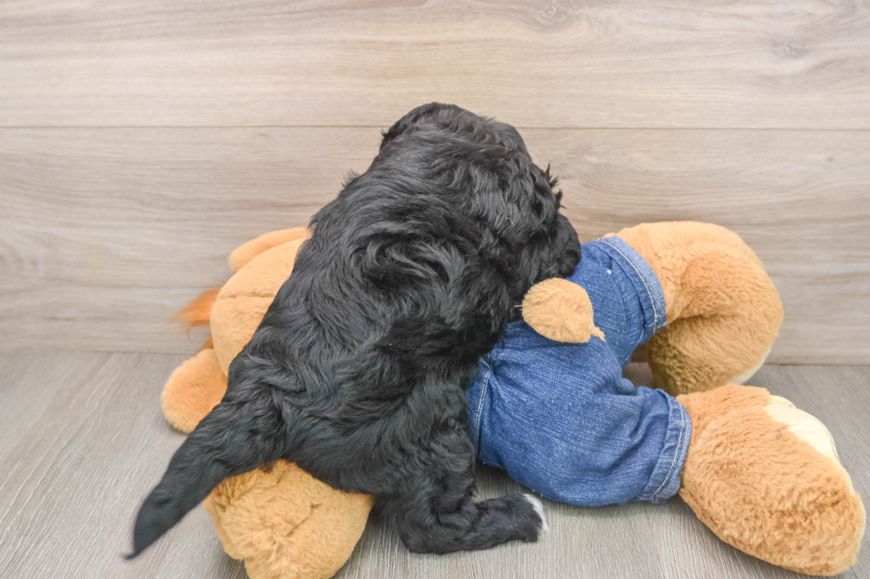 Petite Mini Goldendoodle Poodle Mix Pup
