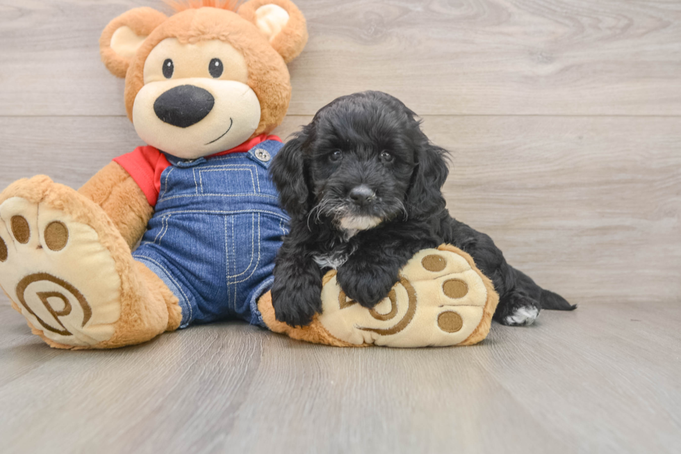 Hypoallergenic Mini Goldiepoo Poodle Mix Puppy