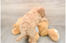 Little Mini Goldenpoo Poodle Mix Puppy