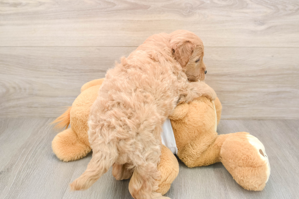 Little Mini Goldenpoo Poodle Mix Puppy