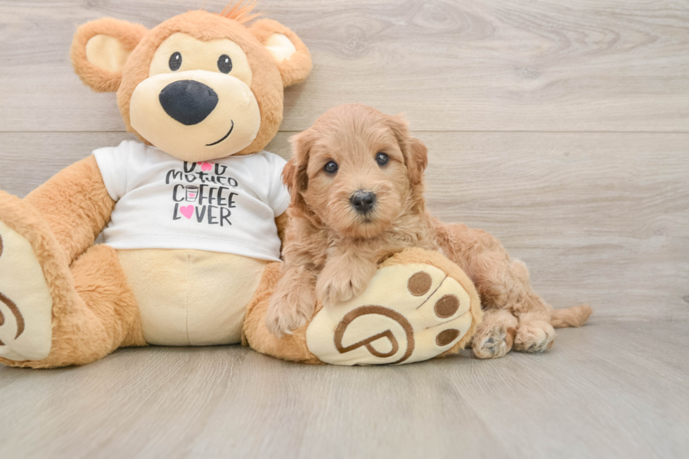 Hypoallergenic Mini Goldiepoo Poodle Mix Puppy