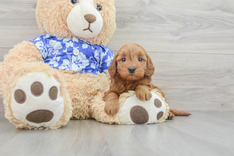 Little Mini Goldenpoo Poodle Mix Puppy