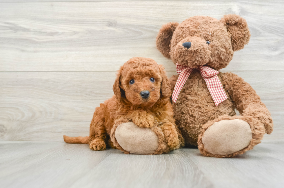 6 week old Mini Goldendoodle Puppy For Sale - Lone Star Pups