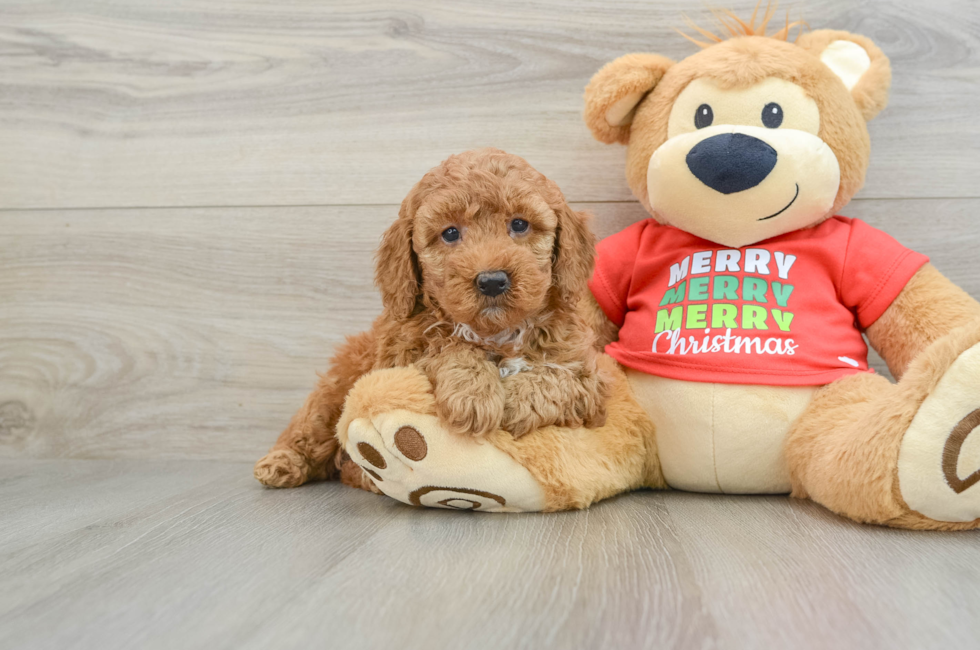 5 week old Mini Goldendoodle Puppy For Sale - Lone Star Pups