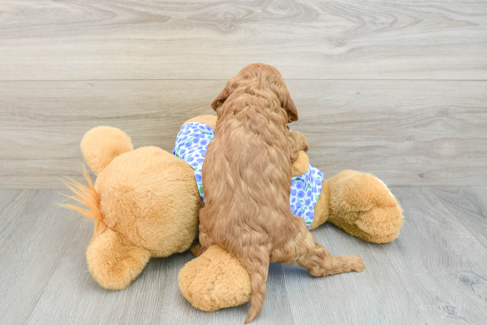 Playful Mini Groodle Poodle Mix Puppy