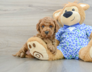 8 week old Mini Goldendoodle Puppy For Sale - Lone Star Pups