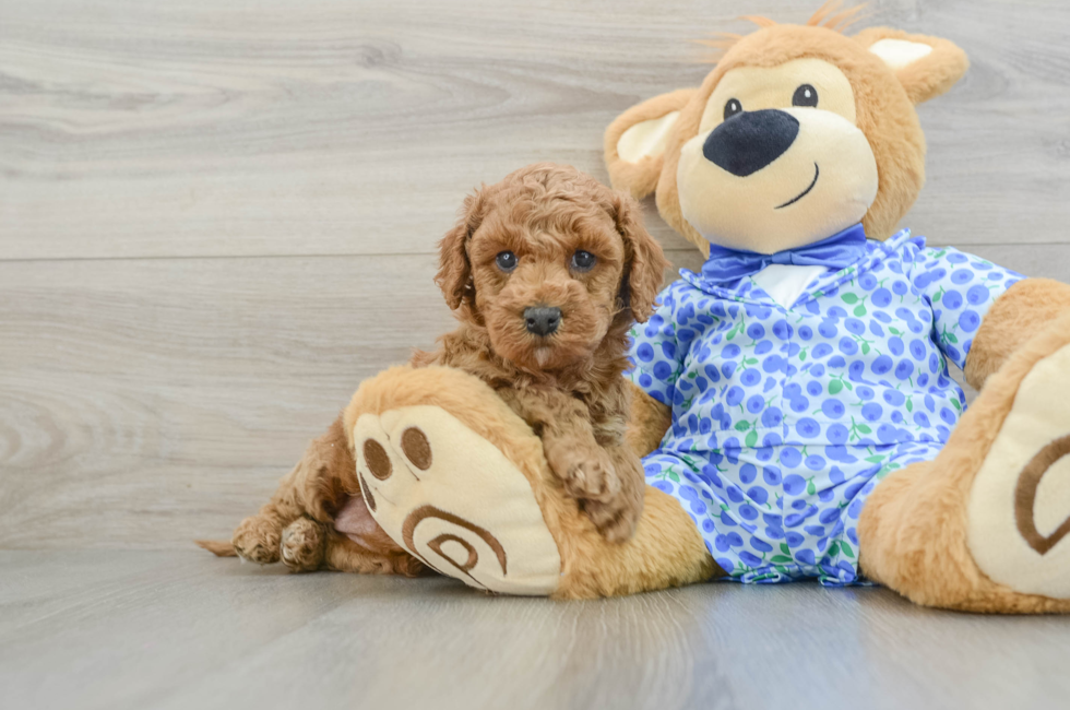 7 week old Mini Goldendoodle Puppy For Sale - Lone Star Pups