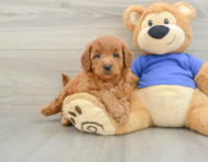 7 week old Mini Goldendoodle Puppy For Sale - Lone Star Pups
