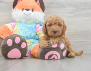 7 week old Mini Goldendoodle Puppy For Sale - Lone Star Pups