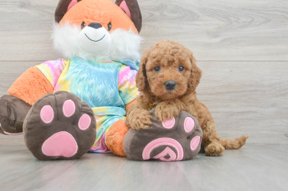 6 week old Mini Goldendoodle Puppy For Sale - Lone Star Pups