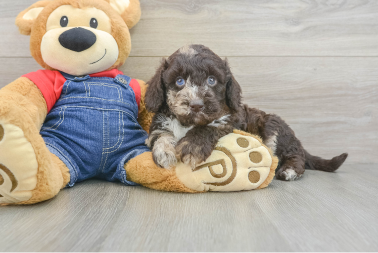 Best Mini Goldendoodle Baby