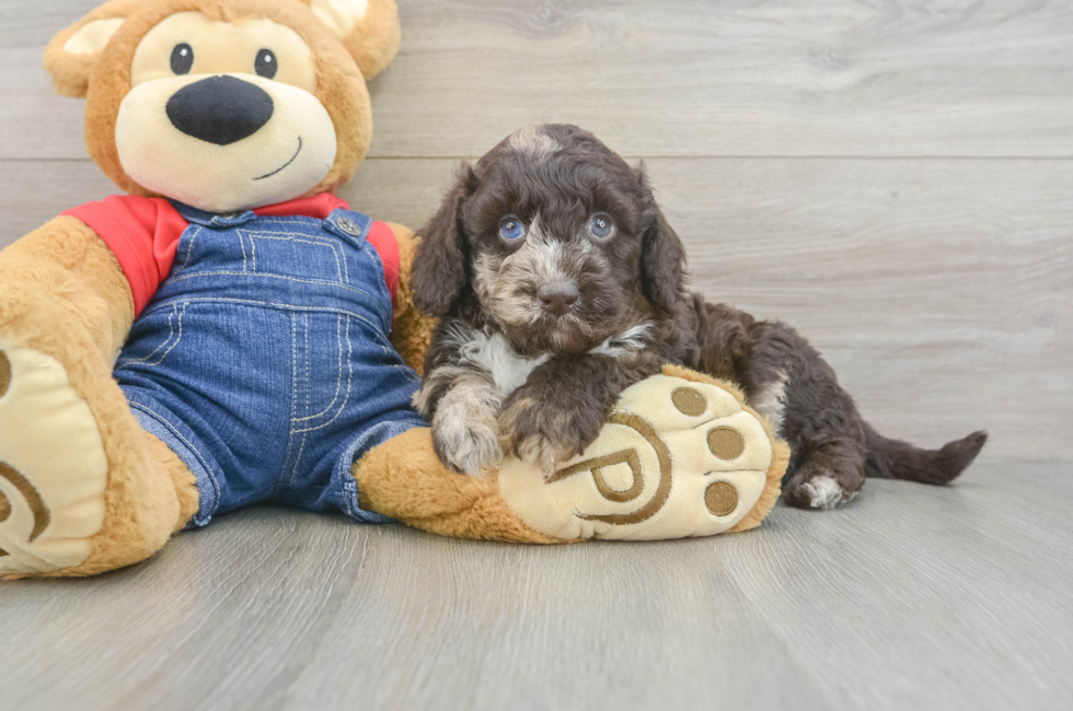 6 week old Mini Goldendoodle Puppy For Sale - Lone Star Pups