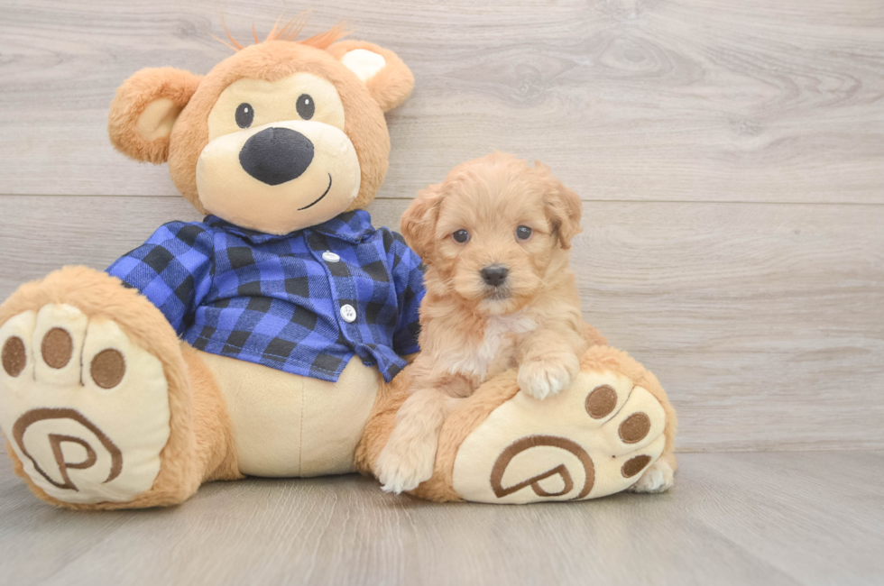 6 week old Mini Goldendoodle Puppy For Sale - Lone Star Pups