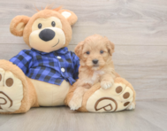 7 week old Mini Goldendoodle Puppy For Sale - Lone Star Pups 7 week old Mini Goldendoodle Puppy For Sale - Lone Star Pups