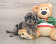 7 week old Mini Goldendoodle Puppy For Sale - Lone Star Pups