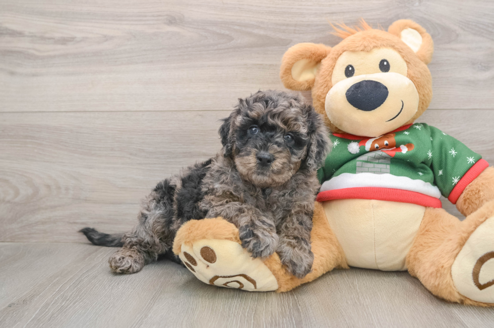 5 week old Mini Goldendoodle Puppy For Sale - Lone Star Pups