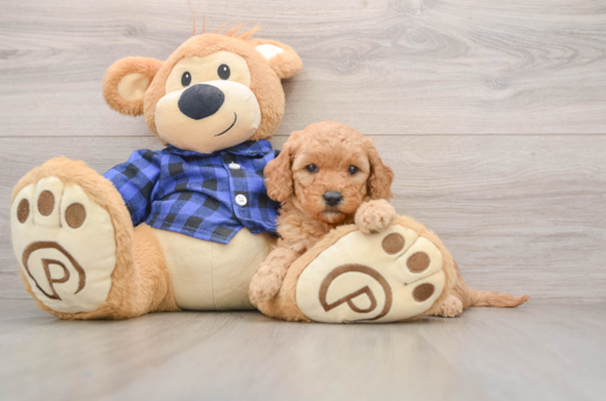 Little Mini Goldenpoo Poodle Mix Puppy