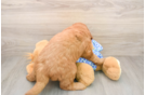 Mini Goldendoodle Pup Being Cute