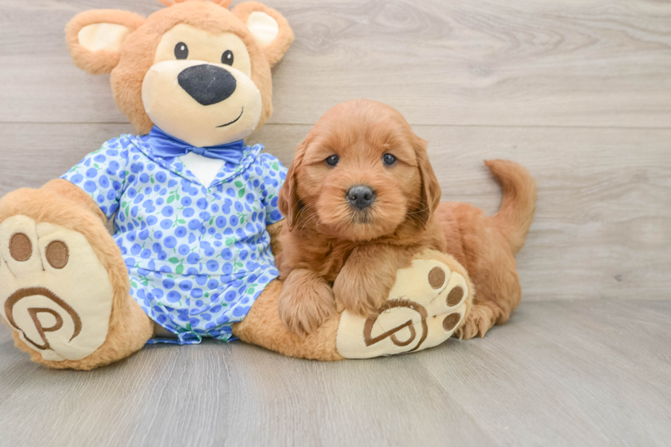 Energetic Golden Doodle Poodle Mix Puppy