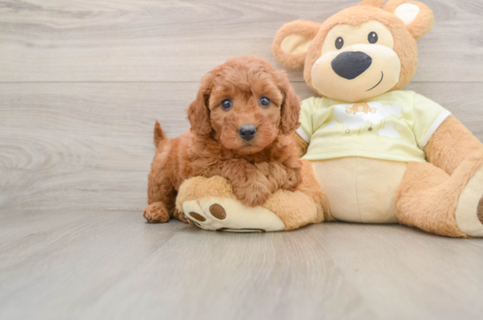 Mini Goldendoodle Pup Being Cute