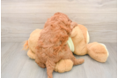 Best Mini Goldendoodle Baby