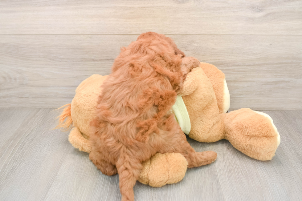 Best Mini Goldendoodle Baby