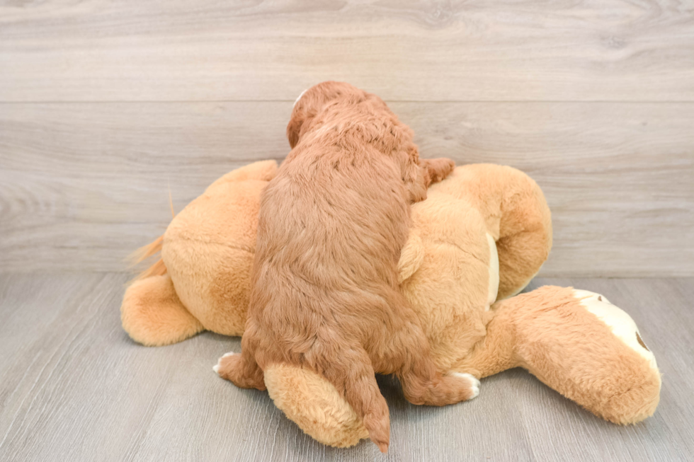 Best Mini Goldendoodle Baby