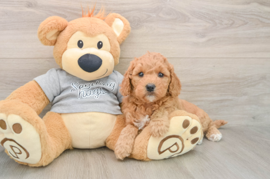 Mini Goldendoodle Puppy for Adoption