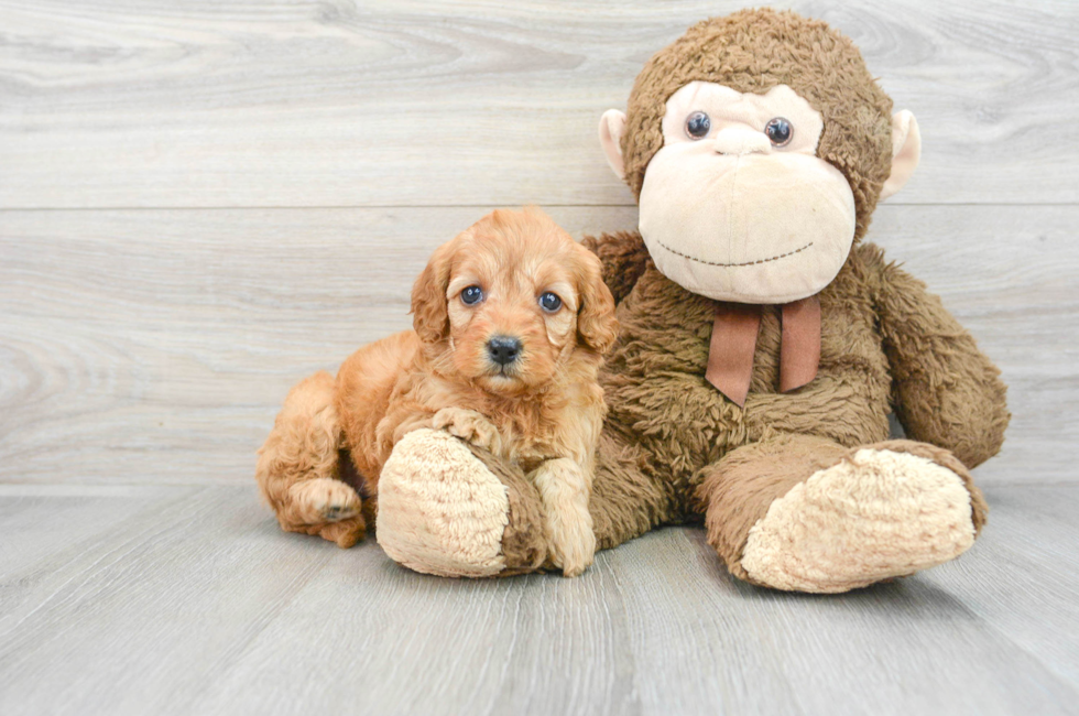 5 week old Mini Goldendoodle Puppy For Sale - Lone Star Pups