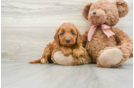 Happy Mini Goldendoodle Baby