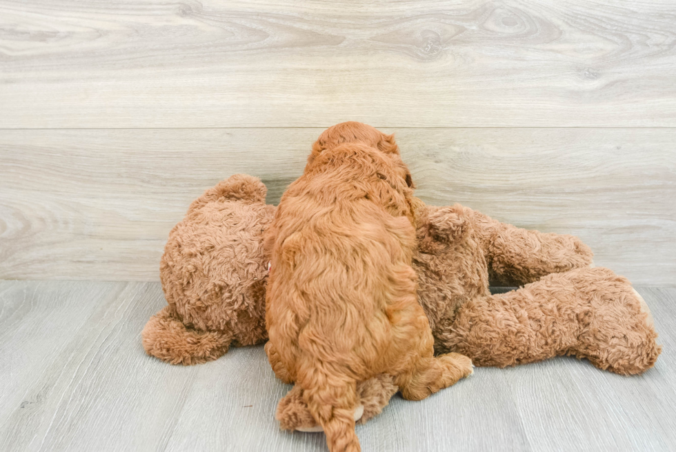 Adorable Golden Retriever Poodle Mix Poodle Mix Puppy