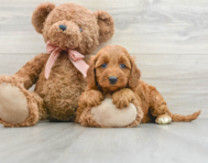 8 week old Mini Goldendoodle Puppy For Sale - Lone Star Pups