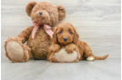 Mini Goldendoodle Puppy for Adoption