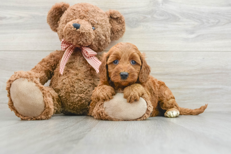 Mini Goldendoodle Puppy for Adoption