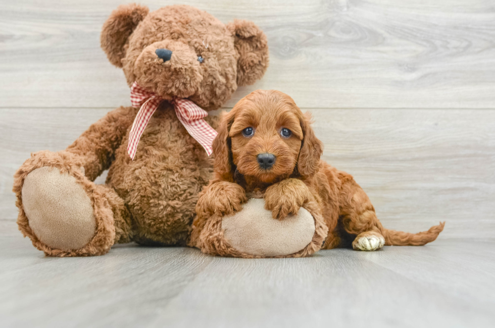 6 week old Mini Goldendoodle Puppy For Sale - Lone Star Pups