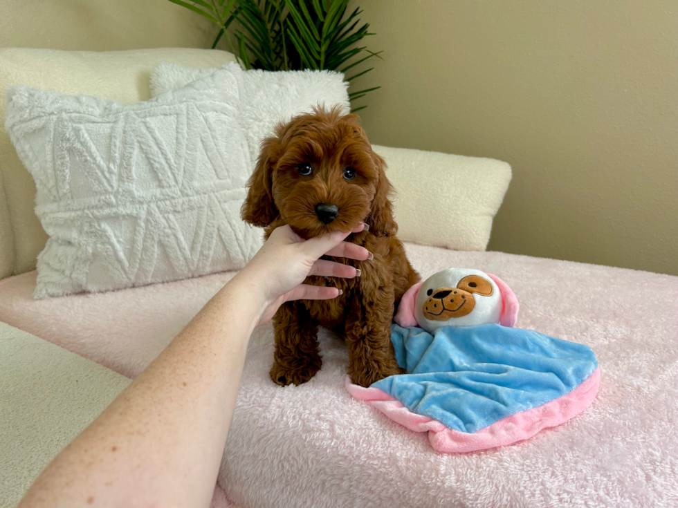 Cute Mini Goldendoodle Baby