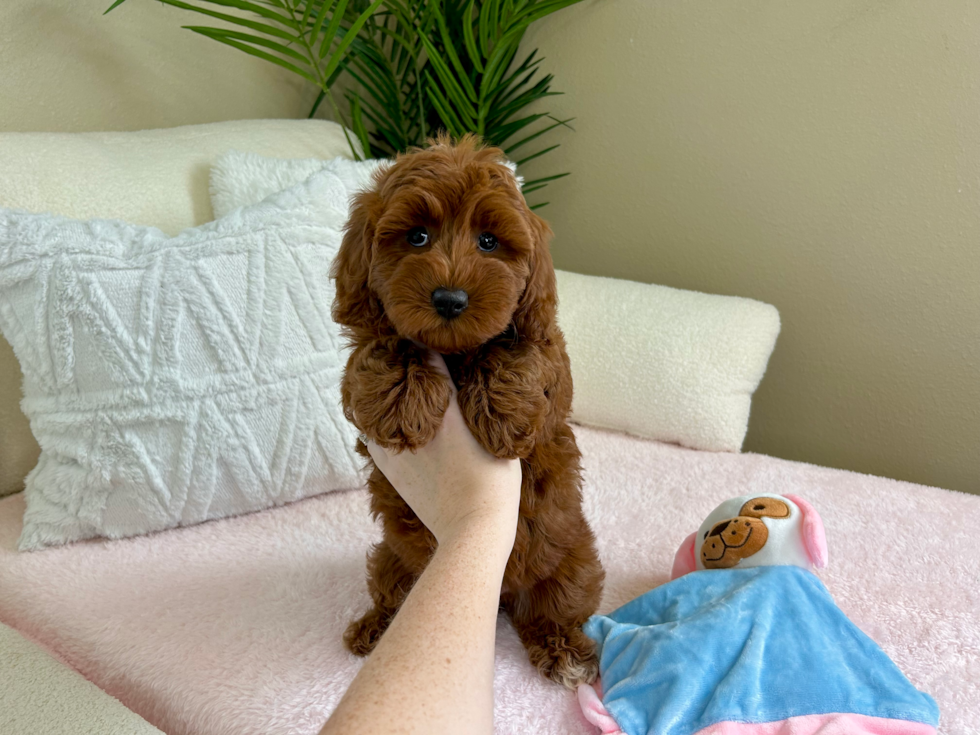 Cute Mini Goldendoodle Poodle Mix Pup