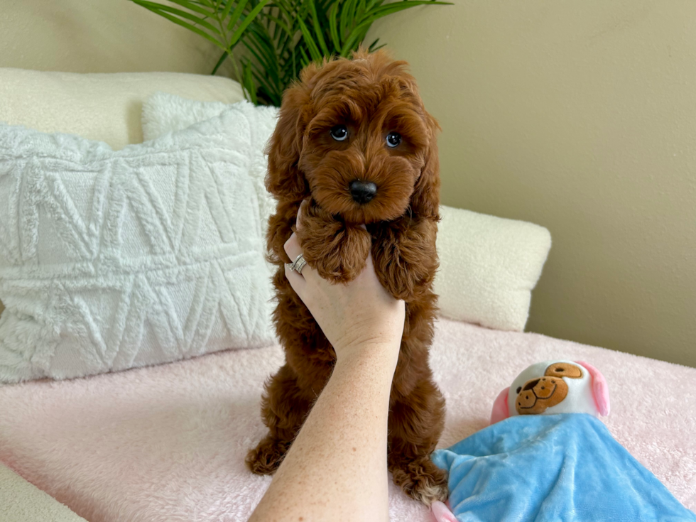 Cute Mini Goldendoodle Poodle Mix Pup