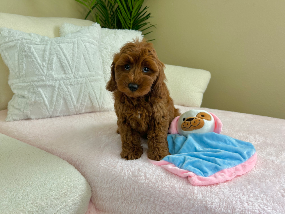 Cute Mini Goldendoodle Poodle Mix Pup