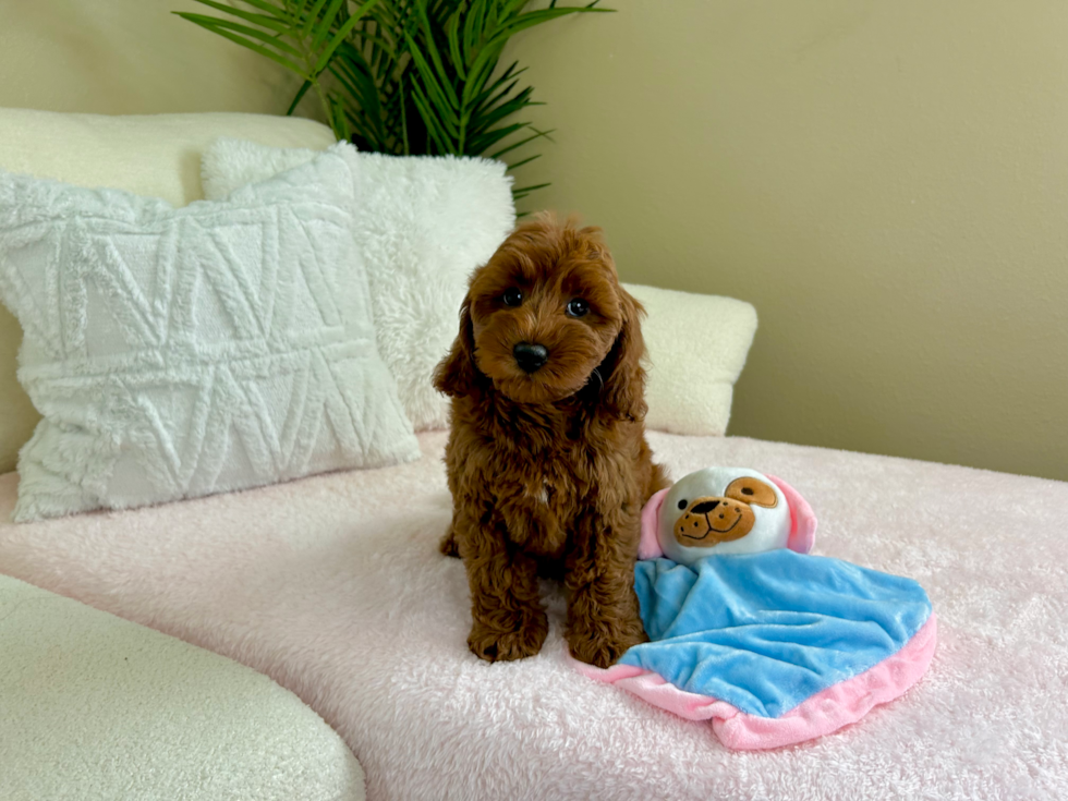 Mini Goldendoodle Pup Being Cute