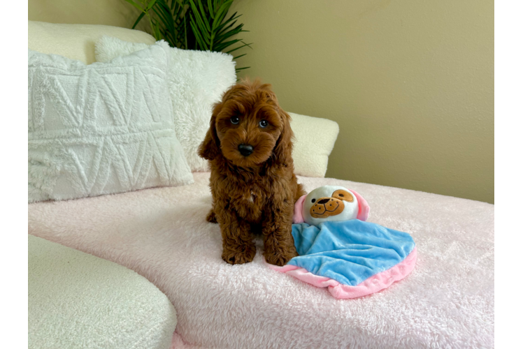 Mini Goldendoodle Pup Being Cute