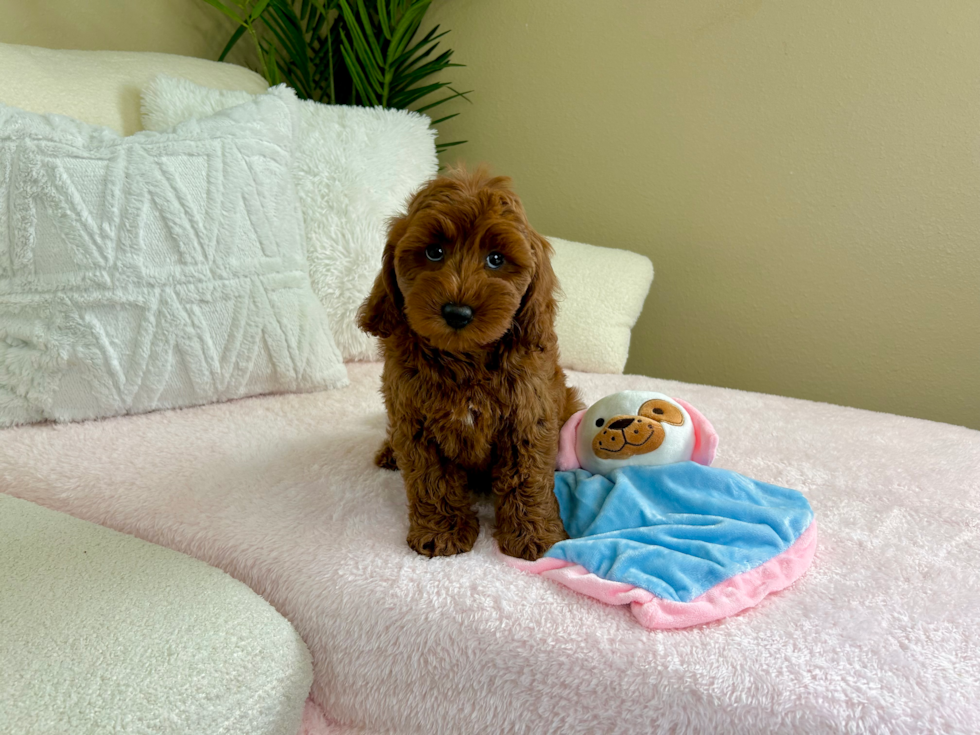 Mini Goldendoodle Pup Being Cute