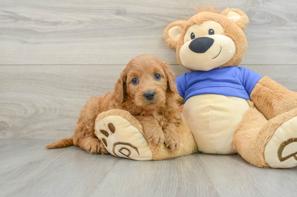 Mini Goldendoodle Pup Being Cute